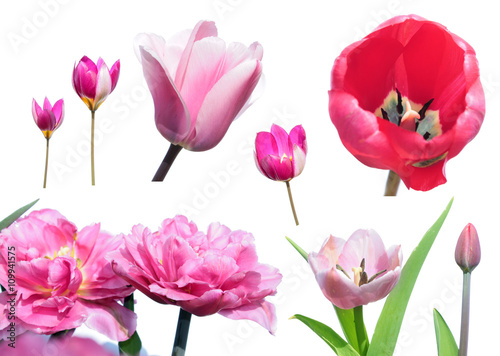 Set of different pink tulips isolated on white background