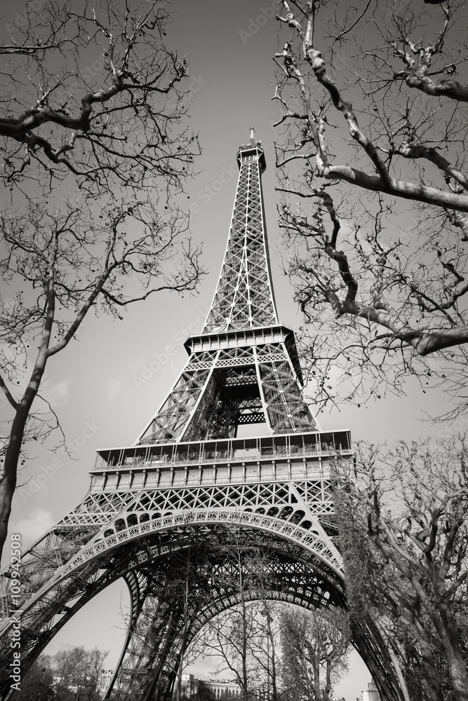Black and White vertical view of the Eiffel Tower through tree branches on the Champs de Mars, Paris, France