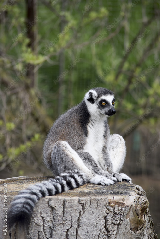 Fototapeta premium lemur sitting on a tree trunk - Lemur sitzend auf einem Baumstamm 
