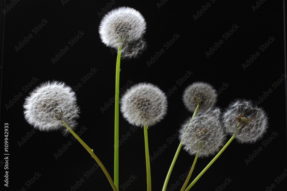 Obraz premium dandelion down