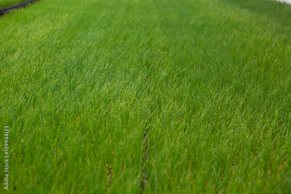 Cultivation of seedlings Ecology World Environment Day CSR Seedling Go Green Eco Friendly Earth Health Care Food Garden New Life concept Cultivation of seedlings Ecology World Environment Day CSR Seedling Go Green Eco Friendly Earth Health Care Food Garden New Life concept