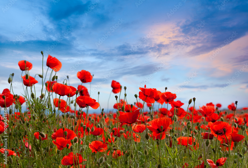 Amazing poppy field landscape against colorful sky - obrazy, fototapety, plakaty 