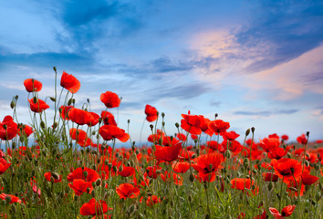 Gartenposter Blumen Erstaunliche Mohnfeldlandschaft gegen bunten Himmel  © Taiga