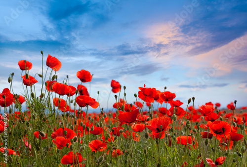 Fotografia Amazing poppy field landscape against colorful sky
