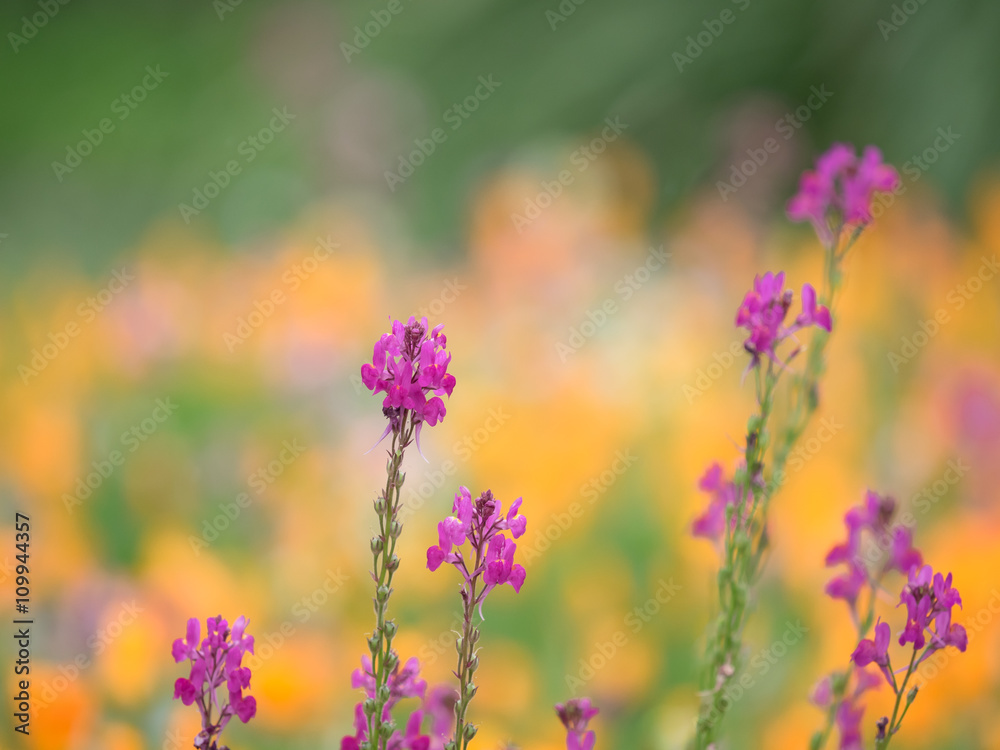 Obraz premium 花畑のリナリア