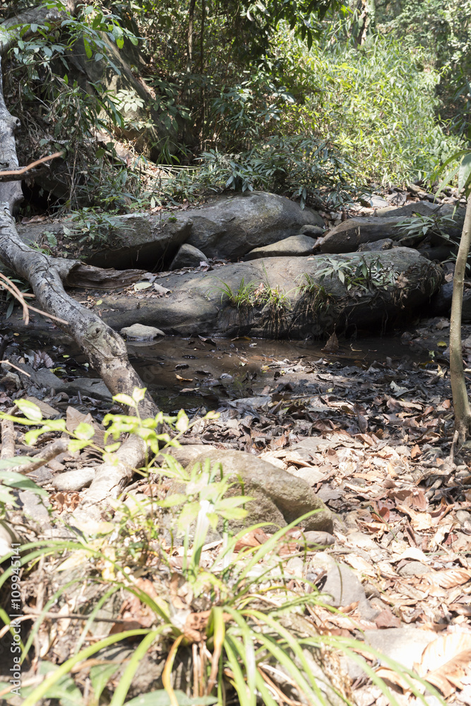 trail on hill in forest for hiking or trekking trail on hill in forest for hiking or trekking