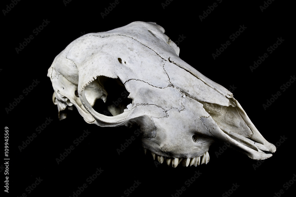 Sheep Skull on Black background Sheep Skull on Black background