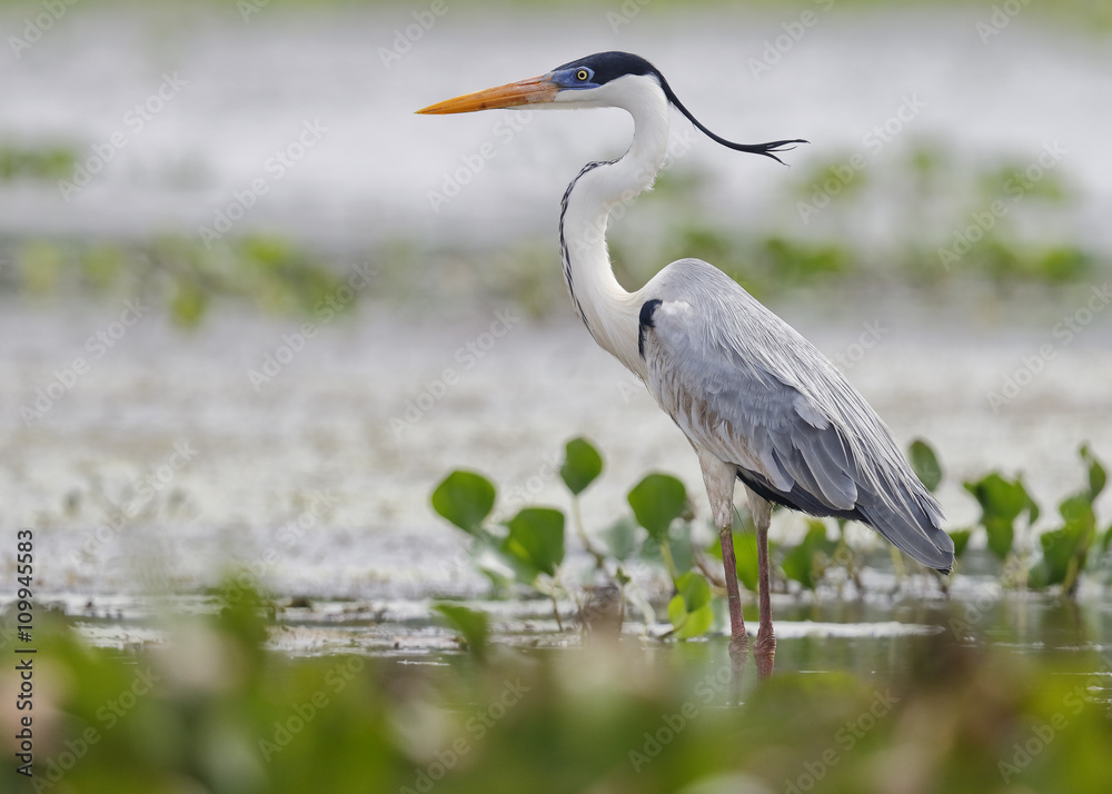 Cocoi Heron Standing in a Shallow Marsh Cocoi Heron Standing in a Shallow Marsh