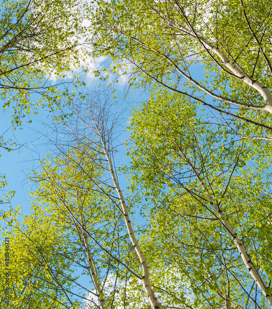 tops of young birches in the spring tops of young birches in the spring