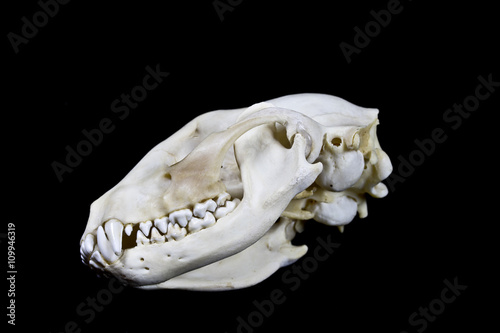 Raccoon Skull on Black Background