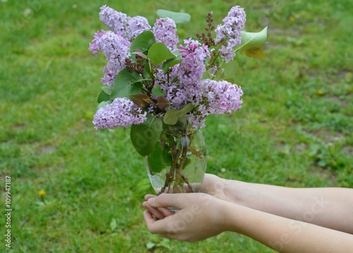Fototapeta Naklejka Na Ścianę i Meble -  Lilacs in hands