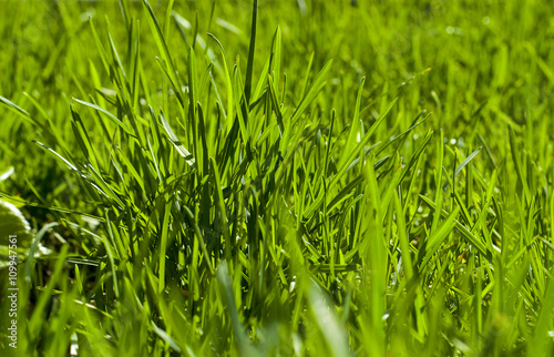 Fresh green grass - background