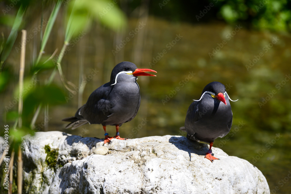 Fototapeta premium Inkaseeschwalbe