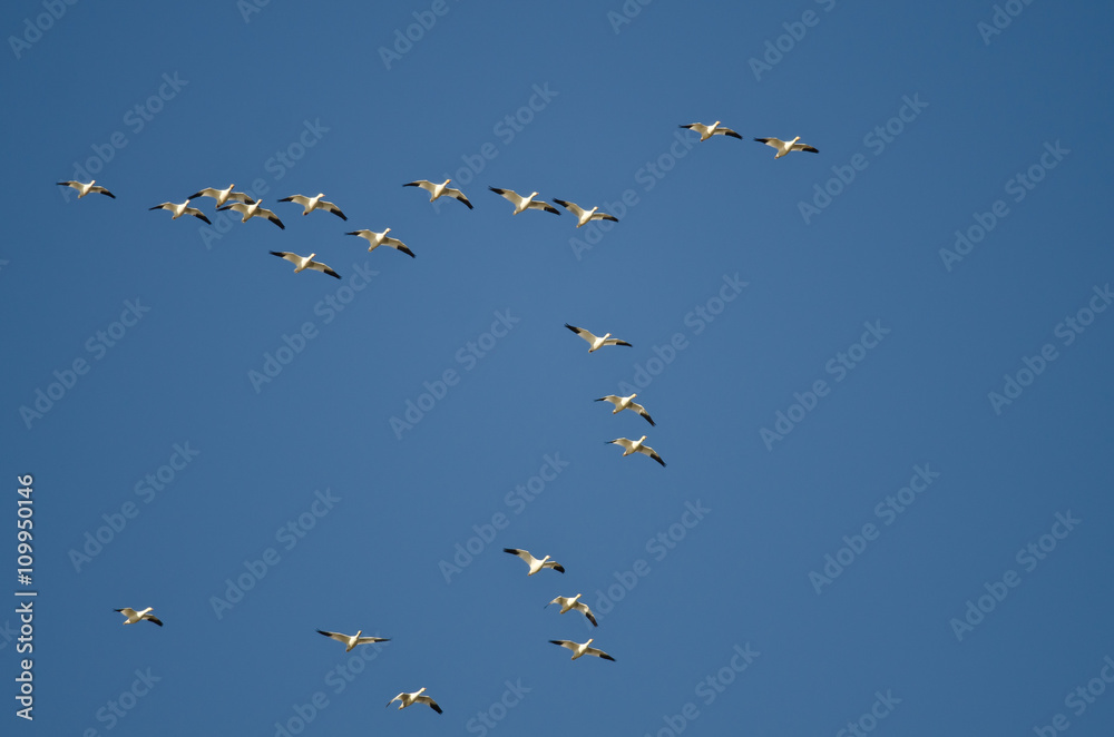 Fototapeta premium Flock of Snow Geese Flying in a Blue Sky