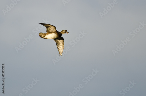 Female Wood Duck Flying in a Blue Sky