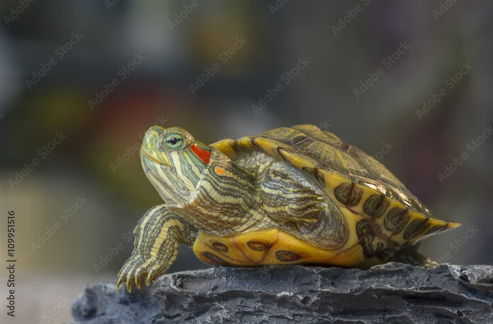 Obraz premium Turtle on a rock / Little turtle on a rock on a gray background with bokeh