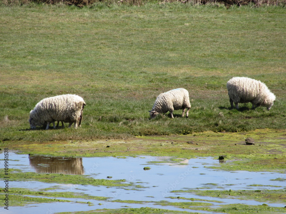 Fototapeta premium Sheep reflected in wet pasture