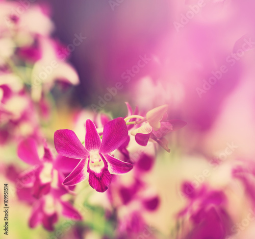 Close up Pink violet orchid flower