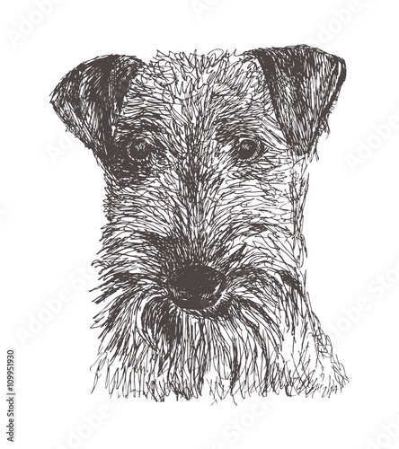 Airedale Terrier Dog