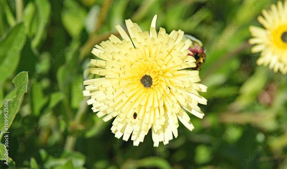 Flores en el campo