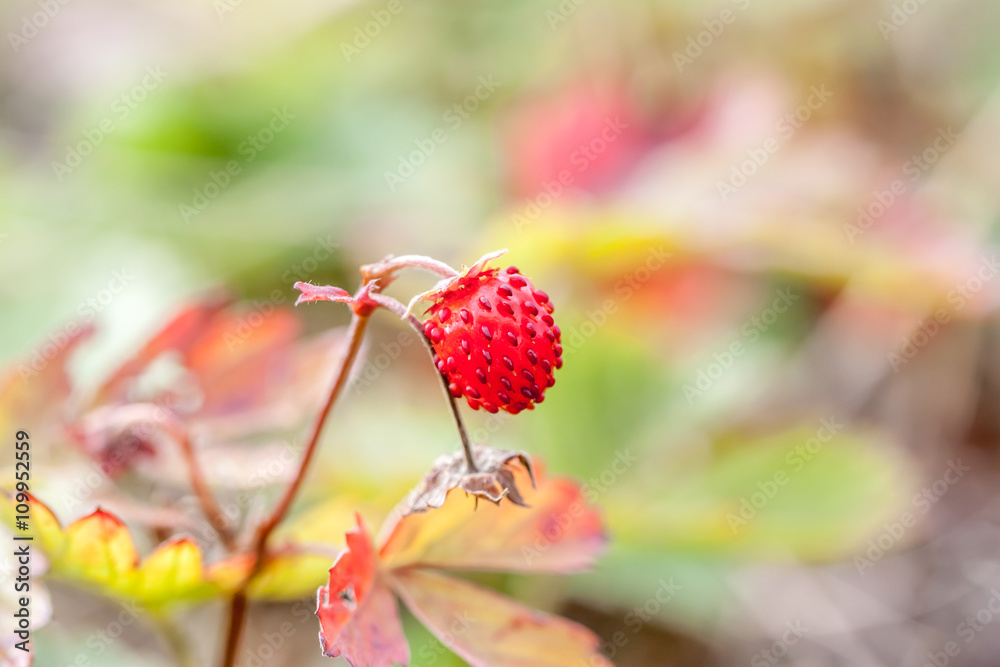small wild strawberries in the forest