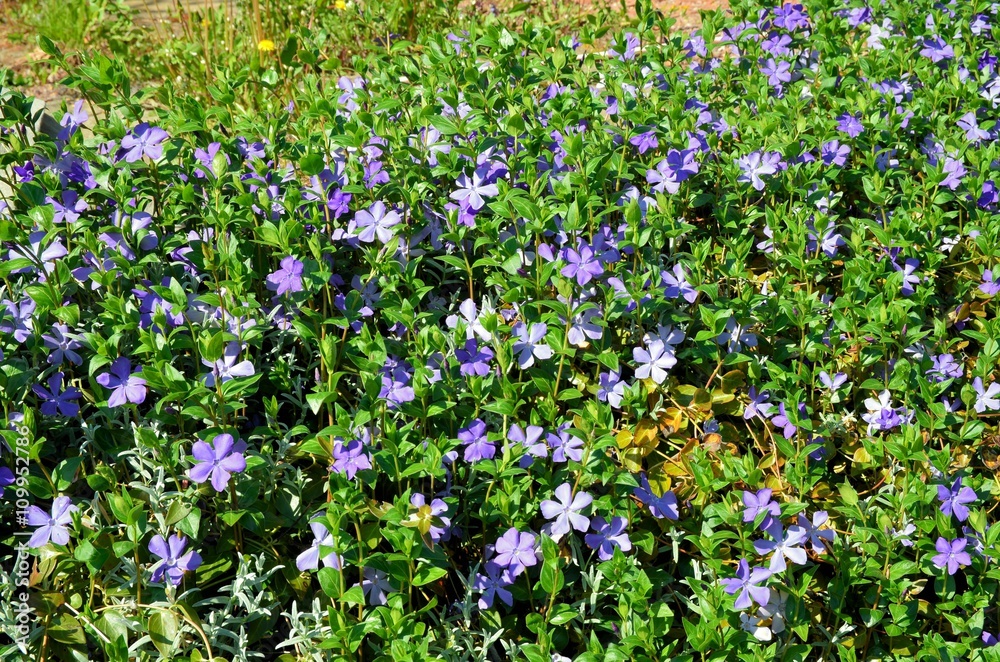 Kleinblättriges Immergrün trägt blaue Blüten - Apocynaceae - Vinca minor Kleinblättriges Immergrün trägt blaue Blüten - Apocynaceae - Vinca minor