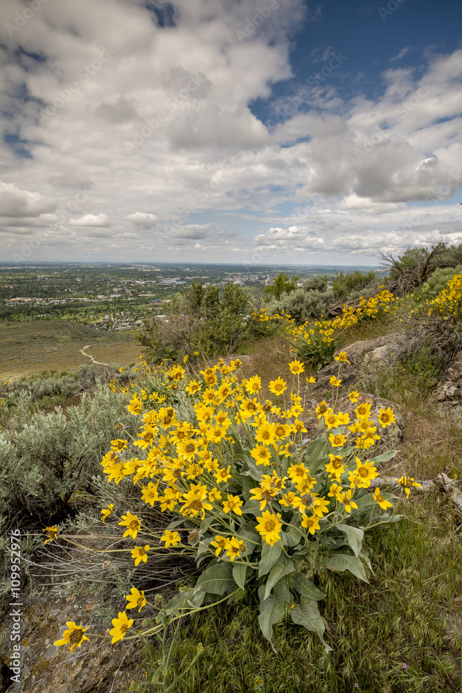 Fototapeta premium Beautiful view of Boise with spring flowers