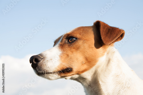 Parson Jack Russell dog,very nice dog, animal wallpaper.