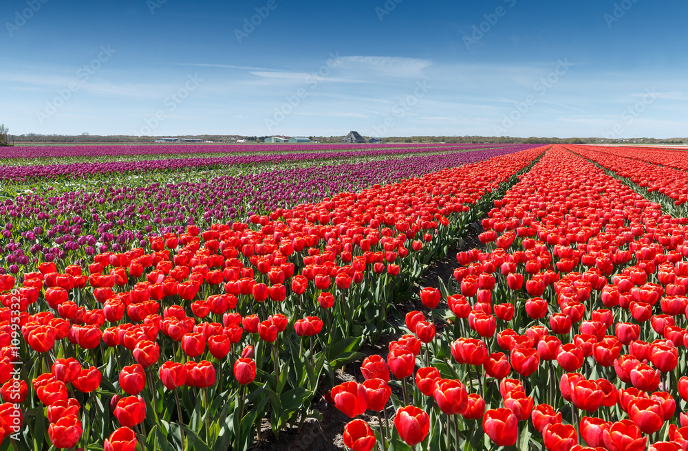 Field with tulips in the Netherlands