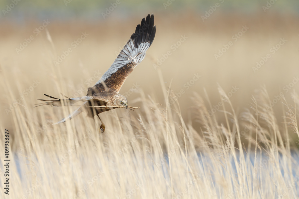 The western marsh harrier male (Circus aeruginosus) in flight during mating season The western marsh harrier male (Circus aeruginosus) in flight during mating season
