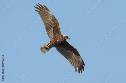 The western marsh harrier male  Circus aeruginosus  in flight during mating season