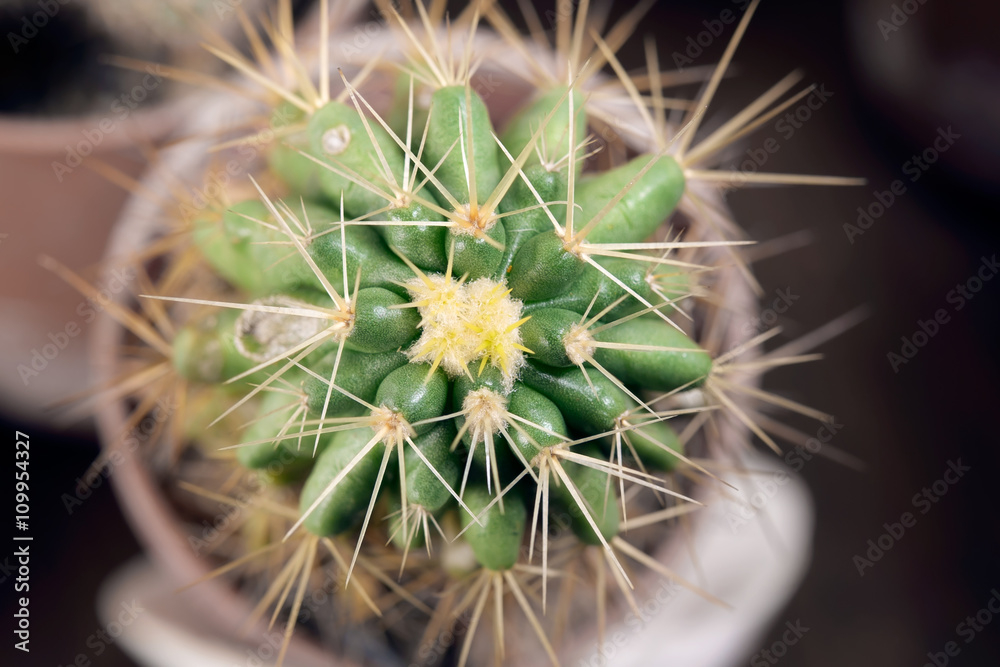 Cactus / Close up cactus in the pot. Top view. Cactus / Close up cactus in the pot. Top view.