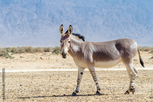 Somali wild donkey (Equus africanus) is the forefather of all domestic asses. This species is extremely rare both in nature and in captivity. 
 
