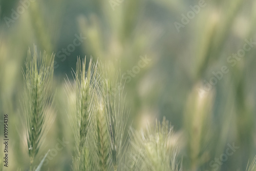 Green wheat field close up