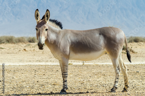 Somali wild donkey (Equus africanus) is the forefather of all domestic asses. This species is extremely rare both in nature and in captivity
 

