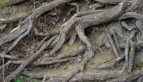 The roots of an old tree