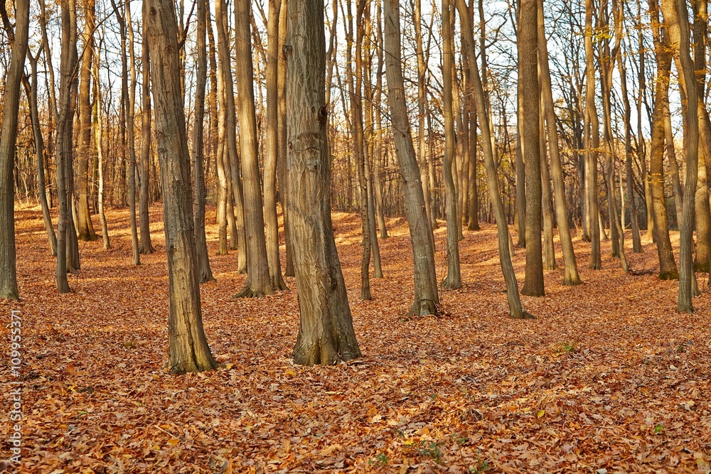Autumn Forest Detail Autumn Forest Detail