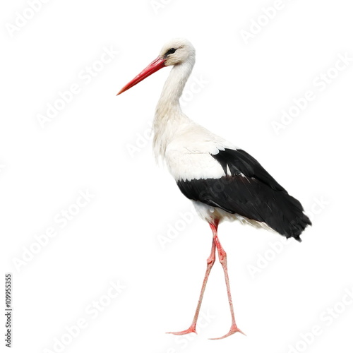 Canvas Print White Stork isolated on white, Ciconia ciconia