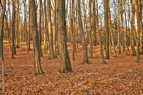 Autumn Forest Detail