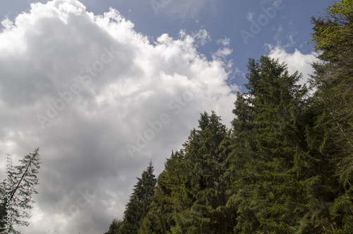 Summer forest perspective view