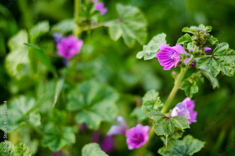 FLORES MORADAS VARIADAS PRIMAVERA FLORES MORADAS VARIADAS PRIMAVERA