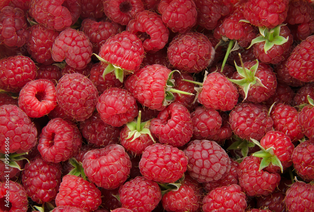 Fresh raspberries with branches background closeup photo Fresh raspberries with branches background closeup photo