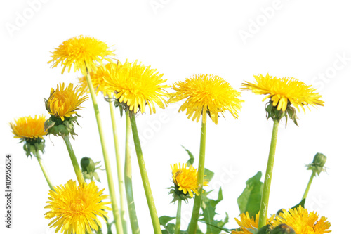 Dandelion (Taraxacum officinale) isolated on white background