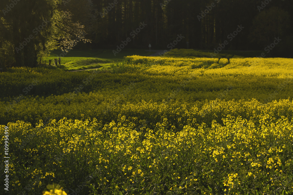 Obraz premium spring in the countryside