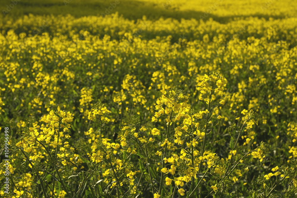 rapeseed yellow field