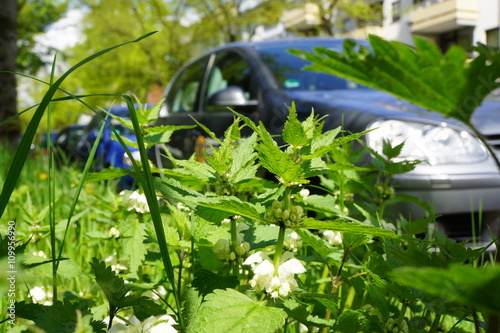 Weisse Taubnessel (Lamium album) am Strassenrand photo