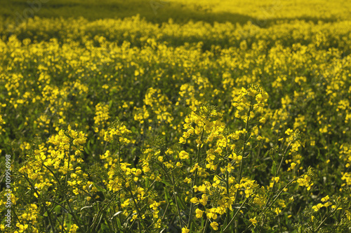 rapeseed yellow field © Azahara MarcosDeLeon