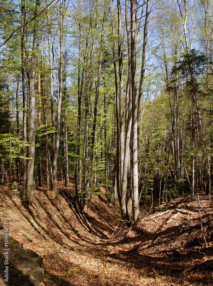 Fototapeta premium landscape of forest at spring