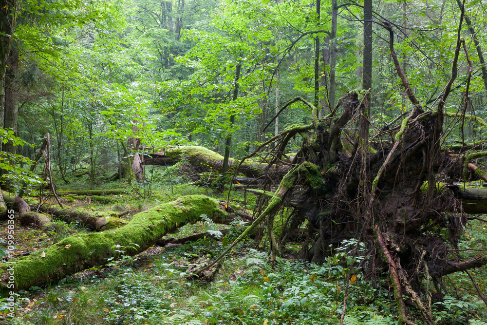 Old oak lying with root visible Old oak lying with root visible