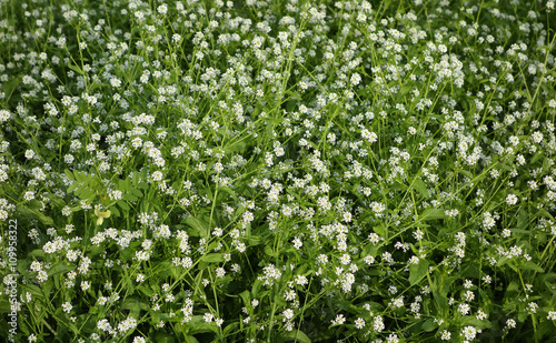 Abstract image of a field with spring flowers